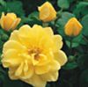 Test Image