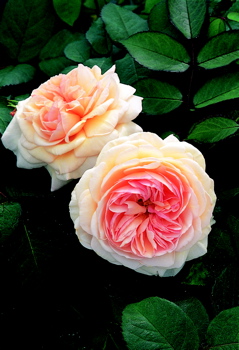 A Shropshire Lad (Rose)