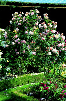A Shropshire Lad (Rose)