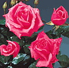 Abbeyfield Rose (Rose)