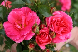 Abbie's Rose (Rose)