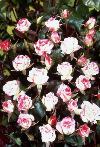 Abigaile (Rose)