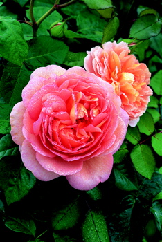 Abraham Darby (Rose)
