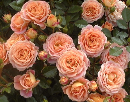 Absent Friends (Rose)