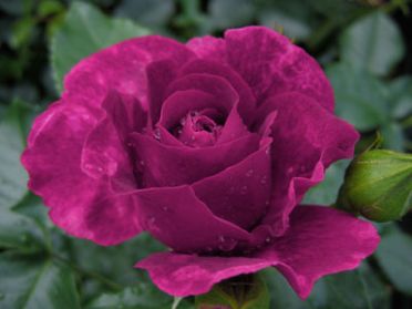 Adam's Rose (Rose)