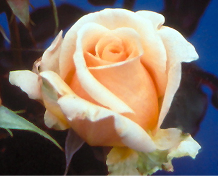 Adriana (Rose)