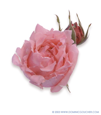 Agatha Christie (Rose)