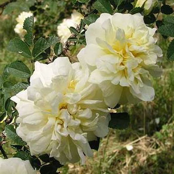 Agnes (Rose)