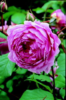Alan Titchmarsh (Rose)