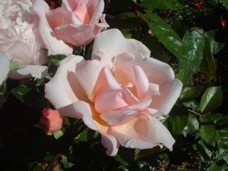 Albertine (Rose)