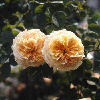 Alchymist (Rose)
