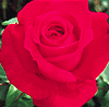 Alec's Red (Rose)