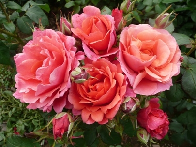 Alexander's Issie (Rose)