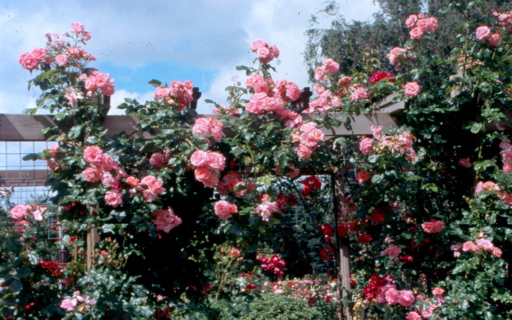 Alfreso (Rose)