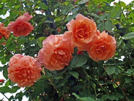 Ali Baba (Rose)