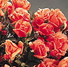 Alison (Rose)