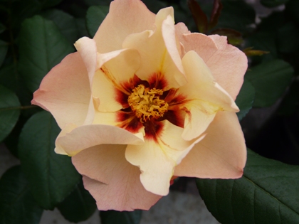 Alissar, Princess Of Phoenicia (Rose)