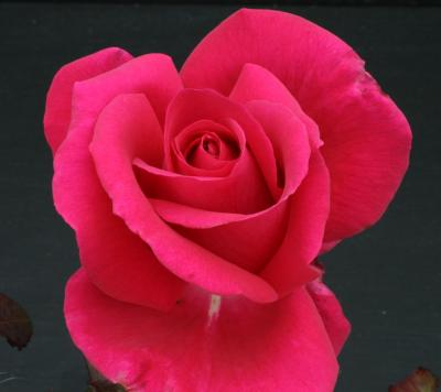 All My Loving (Rose)