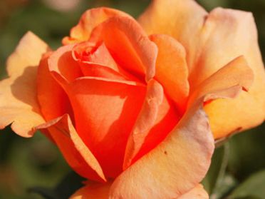 All Yours (Rose)