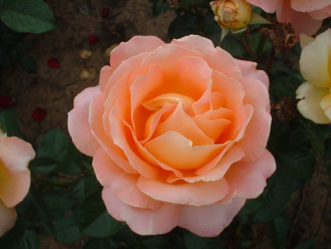 Alpine Sunset (Rose)