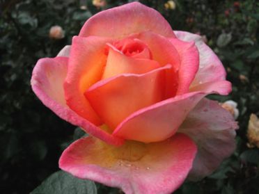 Always Remember Me (Rose)