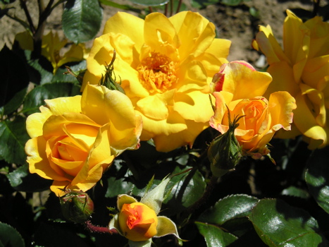 Amanda (Rose)