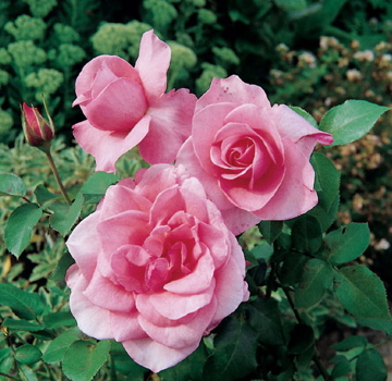 Amazing Grace (Rose)