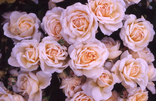 Amber Abundance (Rose)
