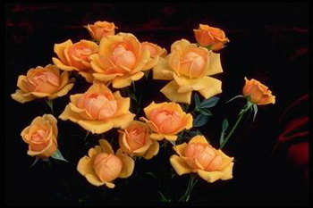 Amber Nectar (Rose)