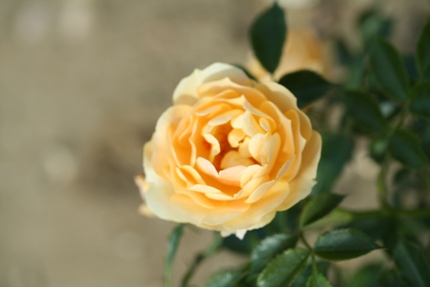 Amber Cover (Rose)