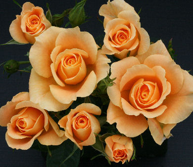 Amber Sweet Dream® (Rose)