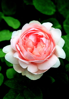 Ambridge Rose (Rose)