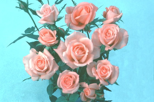 Angela Rippon (Rose)