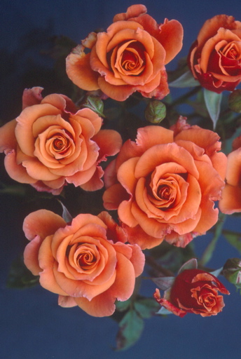 Ann Henderson (Rose)