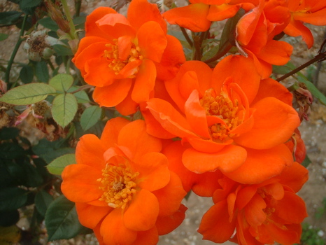 Anna Ford (Rose)