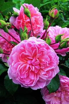 Anne Boleyn (Rose)