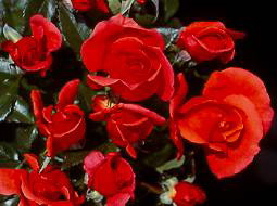 Annick (Rose)