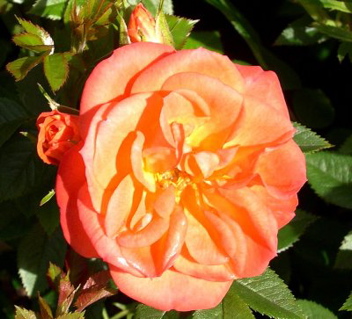 Apricot Summer (Rose)