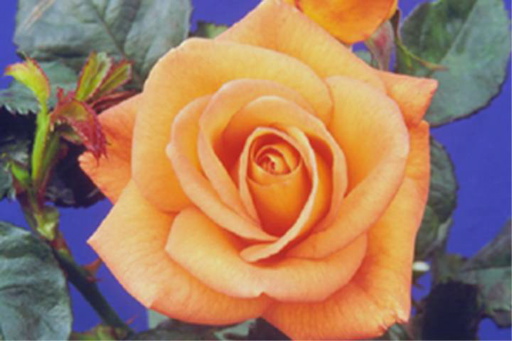 Angel Rose Plant