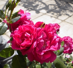 Archbishop Desmond Tutu (Rose)