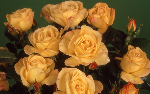 Arthur Bell (Rose)