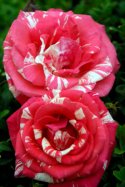 Artistic Licence (Rose)