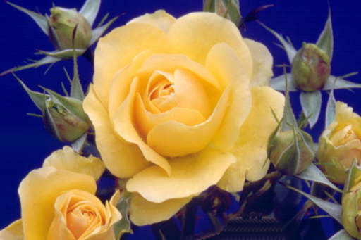 Atco Royale (Rose)