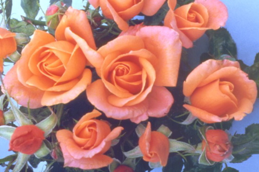 Atlantic Star (Rose)