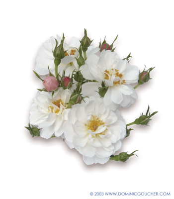 Avon (Rose)