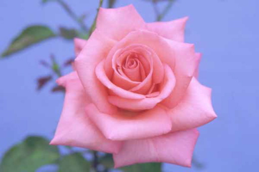 Awareness (Rose)