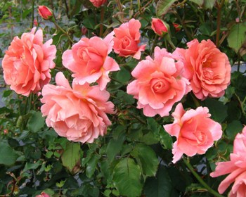 Ali Baba (Rose)