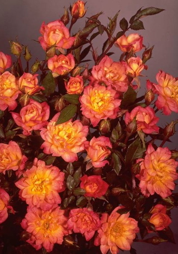 Baby Masquerade (Rose)