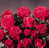Ballindalloch Castle (Rose)