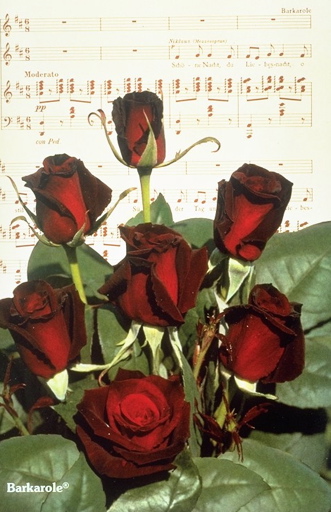 Barkarole (Rose)
